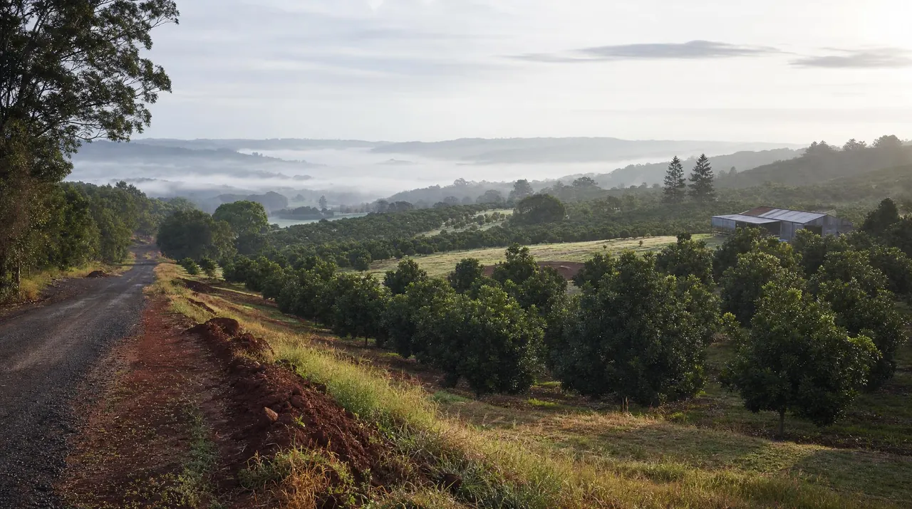 Rolling green farmland and macadamia rows on the Alstonville plateau near Wollongbar, morning mist lifting