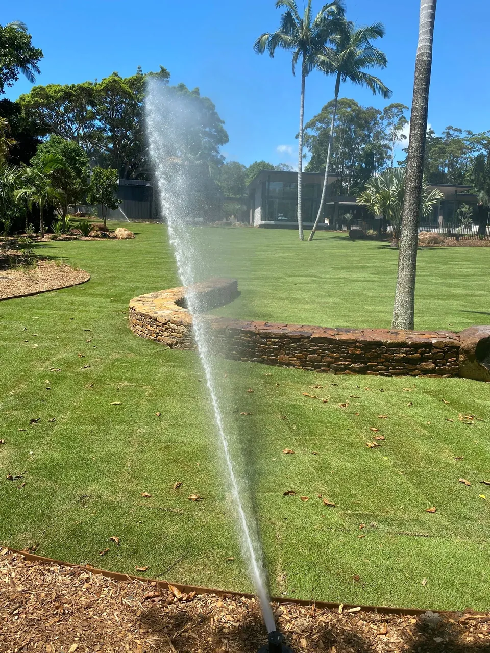 A sprinkler arcing water across a freshly laid lawn between palms